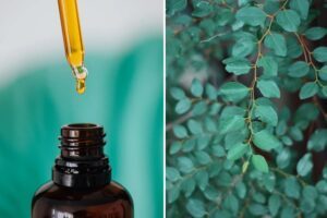 Donde comprar Tinturas Madre