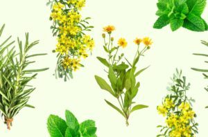 Plantas Medicinales Mexicanas para la salud