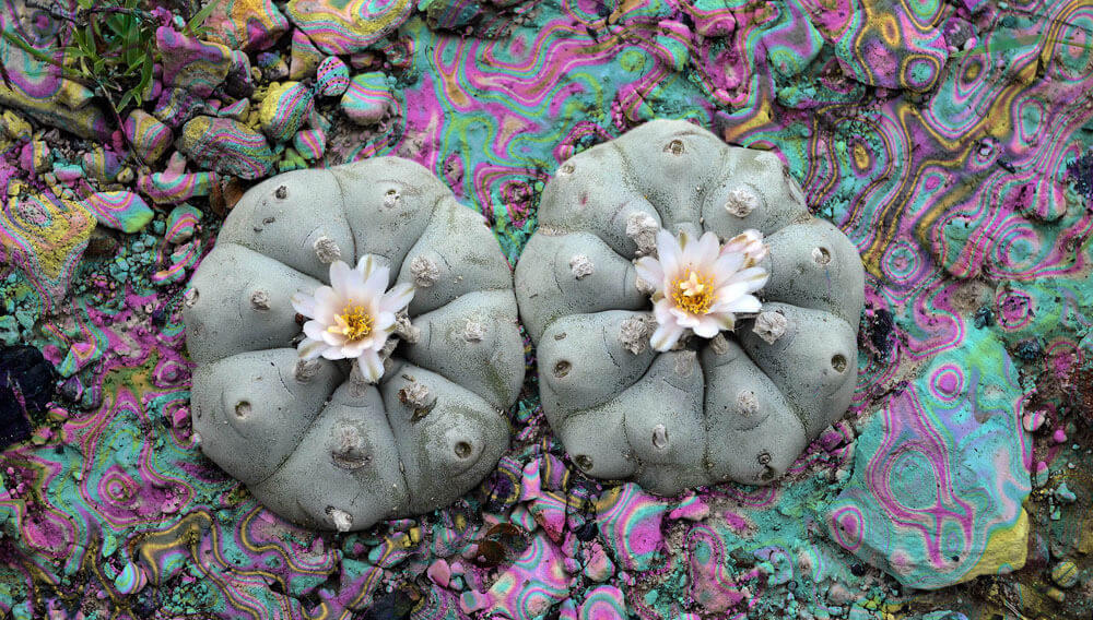 peyote planta sagrada mexicana