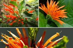 Beneficios del Muicle