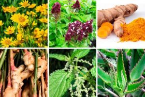 Plantas Medicinales para Desinflamar