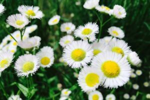 Plantas Medicinales Usos