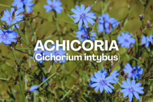 qué es la achicoria